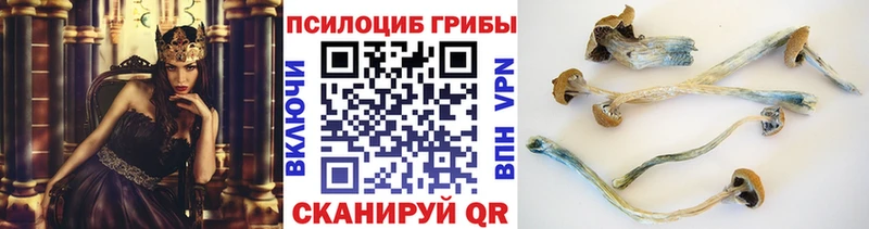 Псилоцибиновые грибы мицелий  Купить закладки  Шимановск 